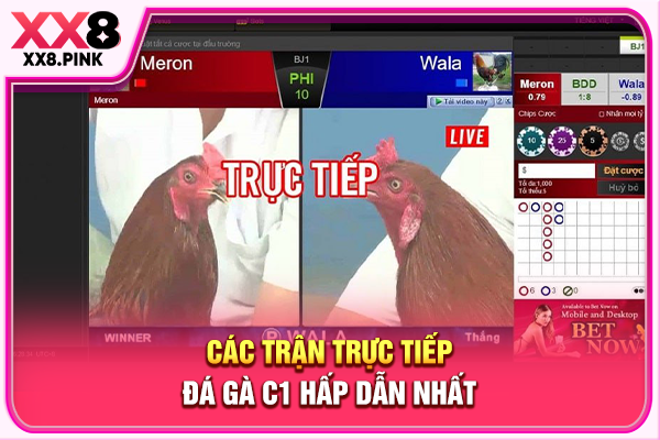 Trực Tiếp Đá Gà C1 Hôm Nay, Xem Đá Gà Thomo Uy Tín Tại XX8 Các trận trực tiếp đá gà C1 hấp dẫn nhất