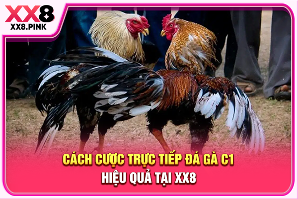 Trực Tiếp Đá Gà C1 Hôm Nay, Xem Đá Gà Thomo Uy Tín Tại XX8 Cách cược trực tiếp đá gà C1 hiệu quả tại XX8