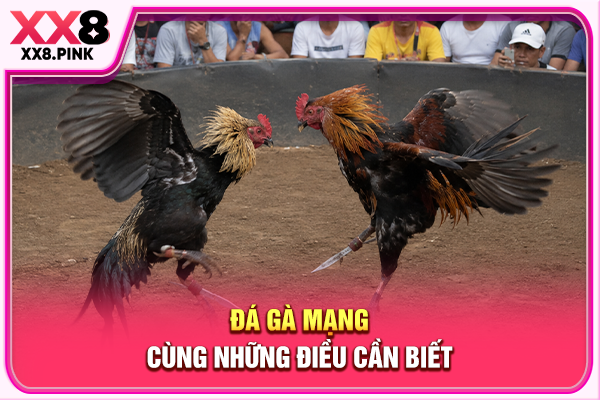 Toàn Tập Về Đá Gà Mạng, Luật Chơi Cùng Cách Tham Gia Đá gà mạng cùng những điều cần biết