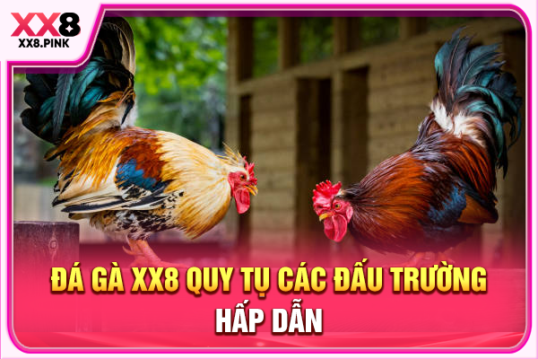 Đá Gà XX8 Đấu Trường Giải Trí Trực Tuyến Đỉnh Cao Đá gà XX8 quy tụ các đấu trường hấp dẫn