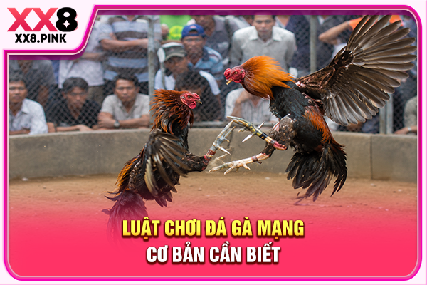 Toàn Tập Về Đá Gà Mạng, Luật Chơi Cùng Cách Tham Gia Luật chơi đá gà mạng cơ bản cần biết