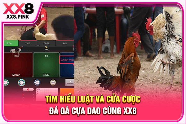 Đặc Điểm Đá Gà Cựa Dao, Luật Chơi Cùng Cửa Cược Phổ Biến Tìm hiểu luật và cửa cược đá gà cựa dao cùng XX8