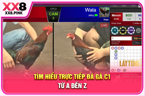 Trực Tiếp Đá Gà C1 Hôm Nay, Xem Đá Gà Thomo Uy Tín Tại XX8 Tìm hiểu trực tiếp đá gà C1 từ A đến Z